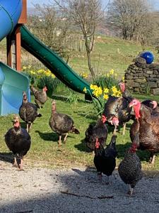 布里真德的住宿－Tal-y-fan farm (7m luna tent)，一群火鸡在游乐场上散步
