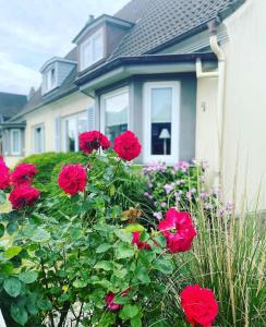 a group of red roses in front of a house at Deichhaus No.5 in Büsum