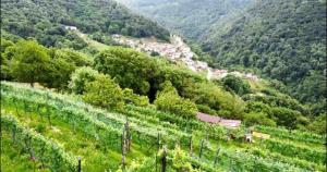 a view of a vineyard on a hill at Rustico Campei in Medeglia