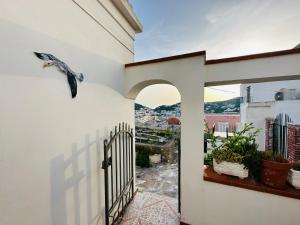 a bird on the wall of a house with a gate at La Donzella - Immobilevante in Ponza