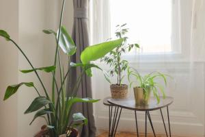 a table with plants on it next to a window at Dohany Design Apartments in Budapest