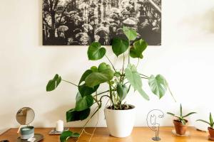 a plant in a white pot sitting on a desk at Dohany Design Apartments in Budapest