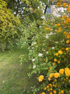 a bush with yellow and white flowers in a yard at Gawramaszki - Apartamenty i Pokoje Gościnne in Węgorzewo