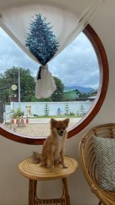 um pequeno cão sentado numa cadeira em frente a uma janela em Topp paiway hostel em Pai
