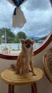 un petit chien assis sur une chaise devant une fenêtre dans l'établissement Topp paiway hostel, à Pai