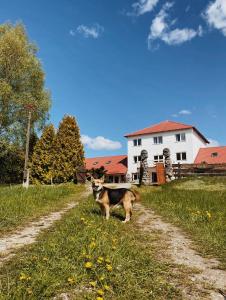 a dog standing on a dirt road in front of a house at Babie Lato in Mrągowo
