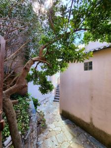 ein Baum neben einem Gebäude mit einer Wand in der Unterkunft Maison de 2 chambres avec terrasse amenagee et wifi a Rogliano in Rogliano