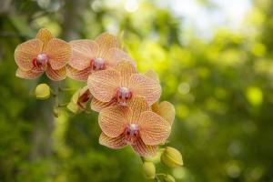 a group of orange orchid flowers on a tree at Arc Du Soleil- 3 BDRM Sleeps 6 Stunning Views in Cruz Bay