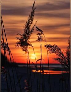 a sunset on the beach with tall grass at Beach Bus Hotel in Roja