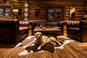 Domácí mazlíčci ubytovaní s hosty v ubytování Boutiquehotel Grandau