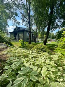 una casa con muchas plantas verdes en el patio en "Parko vila" Anykščiai - Odorata Gamtos SPA, en Anykščiai