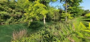 ein Wasserkörper mit Bäumen und Sträuchern in der Unterkunft AU PETIT CANAL DE COLMAR 1 in Kunheim