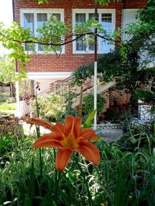 un fiore arancione di fronte a una casa di Guest house Meri Poppins a Dedoplis Tskaro