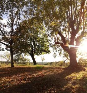 un grupo de árboles en un parque con hojas en el suelo en Sol de la Dime, en Miers