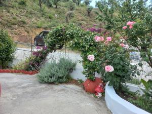 a bunch of pink roses in a garden at Stafylos Rooms in Stafylos