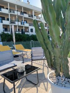 a cactus in a pot next to a table and chairs at GiuMar in Vieste