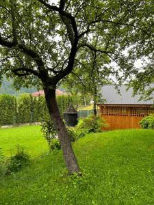 a tree in the middle of a green field at Садиба Криниченька in Yaremche