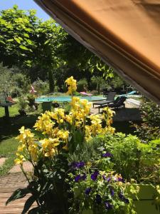 a bunch of yellow flowers in a garden at Au ' Bord des Landes ' in Cazalis