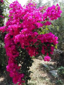 A garden outside Sea La Vie