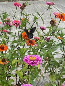 Crow's Nest - Private Guest Apt Near Bike Trail/3.7 mi to Beach外面的花园