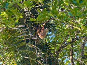 Fotografie z fotogalerie ubytování Ocean View Lodge v destinaci Cahuita