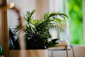 una maceta sentada en una mesa con un ordenador portátil en PLANT HOUSE Roma Eur, en Roma