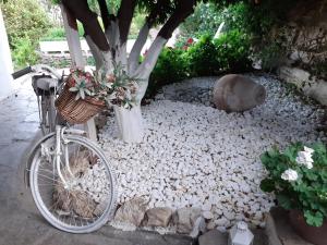 Rowery dostępne w obiekcie Flower house lub w pobliżu