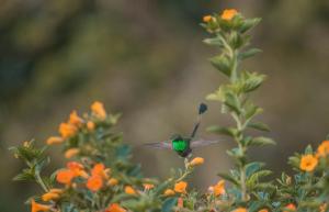 un colibrí posado sobre una flor en Cabaña Tierra Verde eje Cafetero, en Manizales