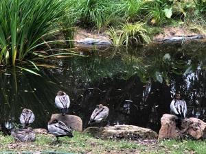 a group of birds standing on rocks near a pond at Garden Beds Glamping in Blackwood