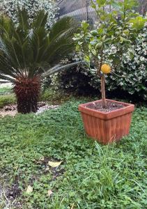 a small tree in a pot next to a plant at Bilocale Carrara Centro con giardino e parcheggio moto in Carrara