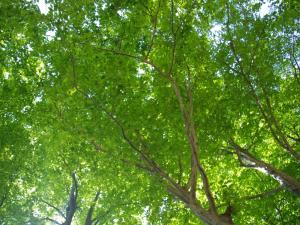 a group of trees with green leaves at Gasthof Schi Heil in Nozawa Onsen