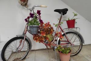 a bike parked next to a wall with potted plants at Apartments Danica in Lopar