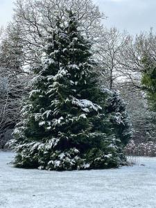 uma árvore de Natal coberta de neve num quintal em Solhøj - a nice quite place just outside Billund em Billund
