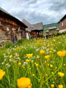 a field of yellow flowers in front of buildings at Casa Godja Oncesti in Onceşti