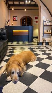 a brown dog laying on a checkered floor in a store at Hotel Boutique Calash in Mar del Plata