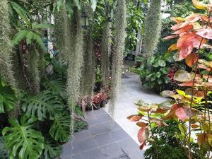 a garden with lots of plants and a walkway at 37 Nature House in Bangkok