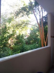 una ventana con vistas a los árboles y arbustos en Posadas Centro en Posadas