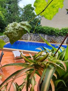 una planta sentada junto a una piscina en Vizitori Hotel, en Gonio