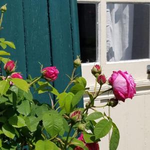 a rose bush with pink roses in front of a window at Le vieux pré de la motte in Villers-sur-Mer