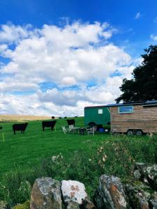 un grupo de vacas de pie en un campo con un remolque en Renison's Farm en Penrith