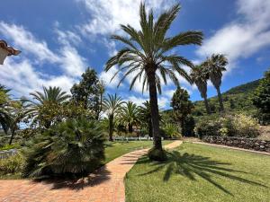 een palmboom in een park met een bakstenen pad bij Casa Carrillo in Santa Cruz de la Palma