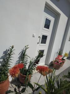 a group of potted plants in front of a door at Restaurant Maria Suites SunRise in Faliraki +1 photo