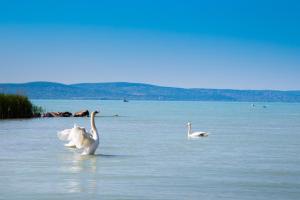 シオーフォクにあるApartman Riva Siófokの湖上の水中の白鳥