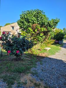 a bush with pink roses in front of a house at Appartement récemment rénové in Saint-Léger +3 photos