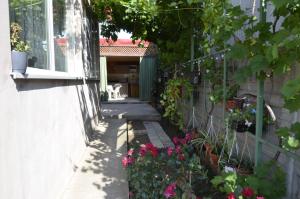 Zahrada ubytování Casa Ali
