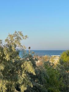 a beach with a palm tree and the ocean at Selena by the sea in Mamaia