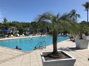 a palm tree sitting next to a swimming pool at Tropical Getaway w/Private Beach 1 BD Condo in Tavernier