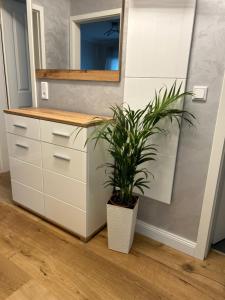 a potted plant sitting next to a white cabinet at FeWo by HD mit Parkplatz, Wallbox, Wintergarten in Bad Salzuflen +56 photos
