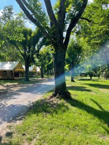 Chauzon的住宿－Camping Beaussement Samouraï，路边草上的一棵树