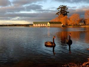 two black swans in the water in front of a building at Allawa- Central & Cosy Ballarat Art Deco in Ballarat